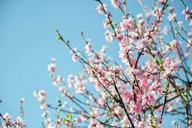 Peach is one of the most popular consumed fruits in the world. How To Grow And Care For Peach Trees Gardener S Path