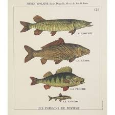 Poissons De Riviere Poisson De Riviere Poisson Deyrolle