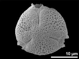 Image result for Astropanax