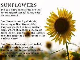 Worth Knowing And Astonishing Facts Sunflower Facts Sunflower Quotes Sunflower