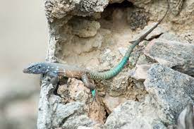 Cnemidophorus is a genus of lizards in the family teiidae. Rennechsen Wikipedia