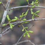 Image result for Strychnos pungens