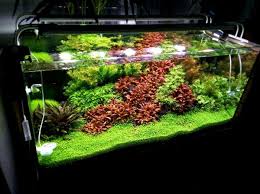 21 Best Aquascaping Design Ideas To Decor Your Aquarium Tips Inside Homelovers Aquascape Aquarium Aquascape Design Aquascape