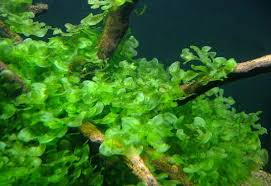 Image result for Lomariopsis