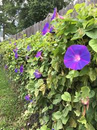 Check spelling or type a new query. Wild Vine Purple Flowers Fence Dwellers Flower Fence Backyard Projects Purple Flowers
