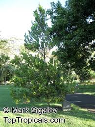 Image result for Diospyros sp. no. 1 sensu FZ