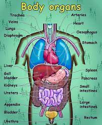 Spleen is 1 inch thick, 3 inches broad and 5 inches long. English Vocabulary Internal Organs Of The Human Body Eslbuzz Learning English