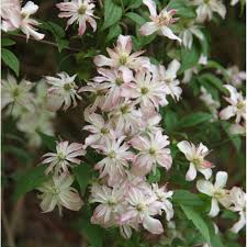 For clematis that produce most of their new growth on last year's vines, limit your pruning to maintaining the desired shape and removing dead or weak stems. Buy Clematis Group 1 Clematis Marjorie 23 99 Delivery By Crocus