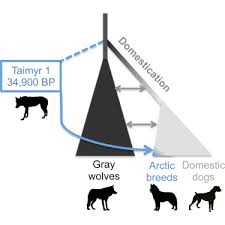 Ancient Wolf Genome Reveals An Early Divergence Of Domestic