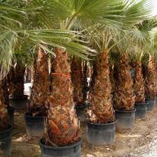 Washingtonia robusta plantada no jardim botânico do condado de. Washingtonia Robusta Herault La Jardinerie De La Terre A La Terre Presente Son Catalogue