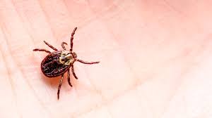 How can i get rid of ticks in my garden. How To Repel Ticks With Plants And Landscaping Cbc News