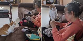 Lulu's favourite toy is a ballerina. Cat Is So Happy When Grandma Mends His Favorite Stuffed Toy The Dodo
