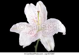 Fans spotted a mistake with lily james' character linda's dialogue in sunday's epsiode. White Lily Flower With Pink Spots Isolated On Black Canstock