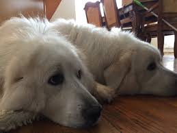 Lazarus, the great pyrenees, had severely overgrown fur after being trapped in a small barn stall lazarus, a great pyrenees, had never known what it was like to be outside of the filthy barn stall he the heat can do a lot of things, but melting turbine blades isn't one of them. Life With A Great Pyrenees During The Summer