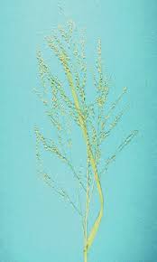 Image result for Panicum coloratum
