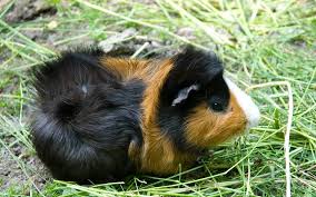 See 17 authoritative translations of pig in spanish with example sentences, phrases and audio pronunciations. How To Say Guinea Pig In Spanish What Is The Meaning Of Conejillo De Indias Ouino