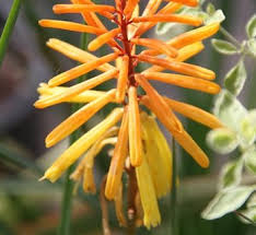 Image result for Kniphofia thomsonii