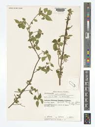 Image result for Acalypha glabrata