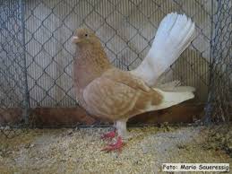 Oriental Roller Pigeons Satilik Guvercinler Ilan Sitesi