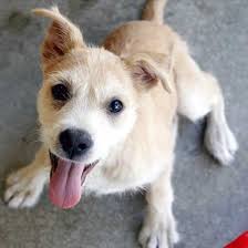 I M A Scruffly Cute Terrier Puppy Who Loves To Play And Frolic I Am Playful And Inquisitive And Will Make A Great Pet For Animals Dog Adoption Pet Adoption