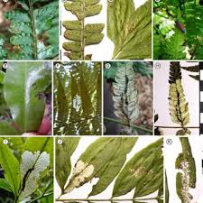 Image result for Menisorus pauciflorus