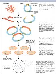 A transgenic organism is an organism that received one or more of its genes from another organism. 10 1 Cloning And Genetic Engineering Concepts Of Biology 1st Canadian Edition