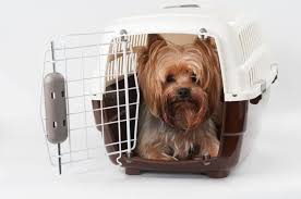 Januar 2016 at 7:38 pm. Hundebox Vielseitig Einsetzbar Und Unverzichtbar