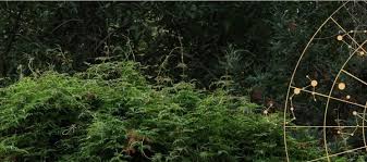 Image result for Toddaliopsis