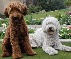 Check spelling or type a new query. Australian Labradoodles For Sale Labradoodle Goldendoodle Labradoodle Puppies For Sale