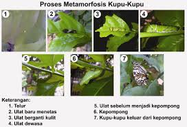Kali ini saya akan bagikan pada kalian semua soal latihan uas/pas tematik sd/mi. Metamorfosis Wikipedia Bahasa Indonesia Ensiklopedia Bebas