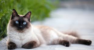 Read indepth siamese cat breed facts including popularity rankings, average prices today, the siamese cat remains one of the most popular breeds not only in the uk, but elsewhere in the world too. 5 Facts About Siamese Cats Petcoach