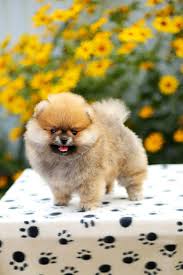 2021 satilik pomeranian boo fiyatlari panosundaki pin