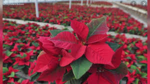 If you experience a mild skin reaction or rash after touching a poinsettia plant, your doctor may suggest you use an antihistamine or 1% hydrocortisone cream as treatment. Pretty And Poisonous Poinsettias Irritate But Don T Kill Pets Wfmynews2 Com