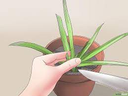 Comment entretenir son aloe vera ? Comment Planter De L Aloe Vera Avec Images Comment Planter Comment Faire Une Bouture Aloe Vera