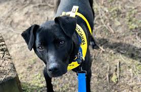 You may notice that our dogs, cats, puppies and kittens are being adopted incredibly. Spca Of Anne Arundel County