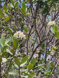 Image result for Gaertnera