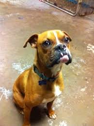 Adoption fees are as follows: Oliver 10 Month Old Male Boxer Waiting For His Furever Home Click On Pic For His Bio We Adopt Anywhere Boxer Rescue Boxer Puppies Boxer Puppy