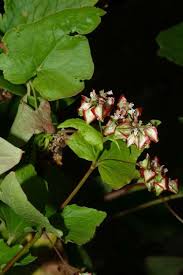 Image result for Fagopyrum esculentum