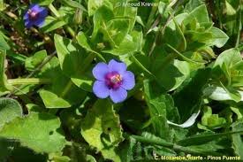 Image result for Anagallis barbata