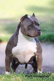 pin on american bully