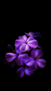 Pin By Pablo Delfino On Wallpapers Pineapples Purple Flowers Wallpaper Dark Purple Flowers Purple Flowers