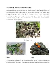 Image result for Dialium guineense