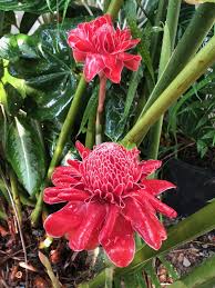 Image result for Etlingera
