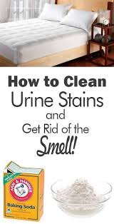 Pin By Barbara Kruml On Clean Everything Urine Stains House Cleaning Tips Mattress Cleaning