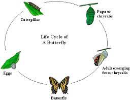 The Life Cycle Of Caterpillars Process