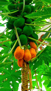 Papaya Tree By Thierry Lachapelle 500px Papaya Tree Tropical Fruits Fruit Plants