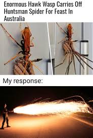 Australia The Only Place Where Spiders Hunt Rats And Wasps Hunt Said Spiders Really Funny Memes Crazy Funny Memes Stupid Funny Memes