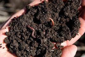 In this video i'm doing a comparison of worm castings vs compost. Worm Castings The Perfect All Purpose Organic Fertilizer