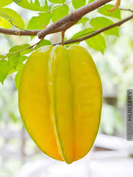 Green skinned caimito fruit is white fleshed inside. Sweet Star Fruit Tree Averrhoa Carambola Fruit Trees Fruit Fruit Plants