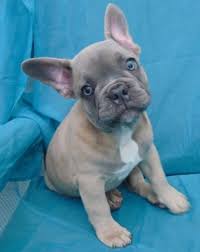 Find the perfect french bulldog puppy for sale in michigan, mi at puppyfind.com. Puppies For Sale In Michigan Petfinder